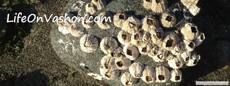 Acorn barnacles (Balanus glandula), Maury Island, Tim DiChiara