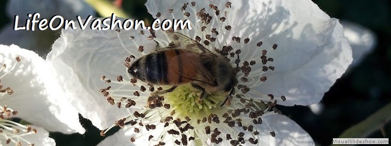 Honey bee (Apis mellifera), Maury Island, Tim DiChiara