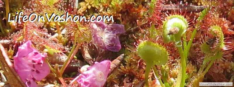 Sundew (Drosera Rotundifolia), Whispering Firs Bog, Tim DiChiara