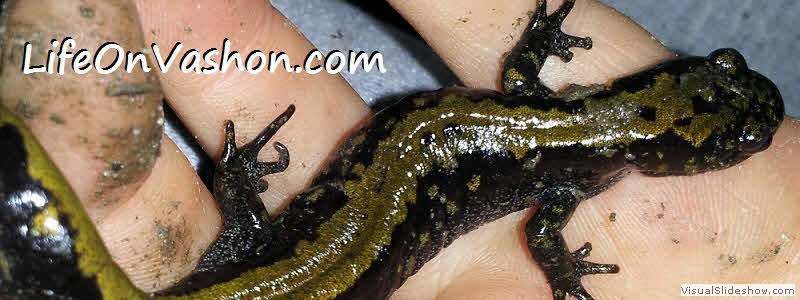 Long-toed salamander (Ambystoma macrodactylum), Neill Point Preserve, Tim DiChiara